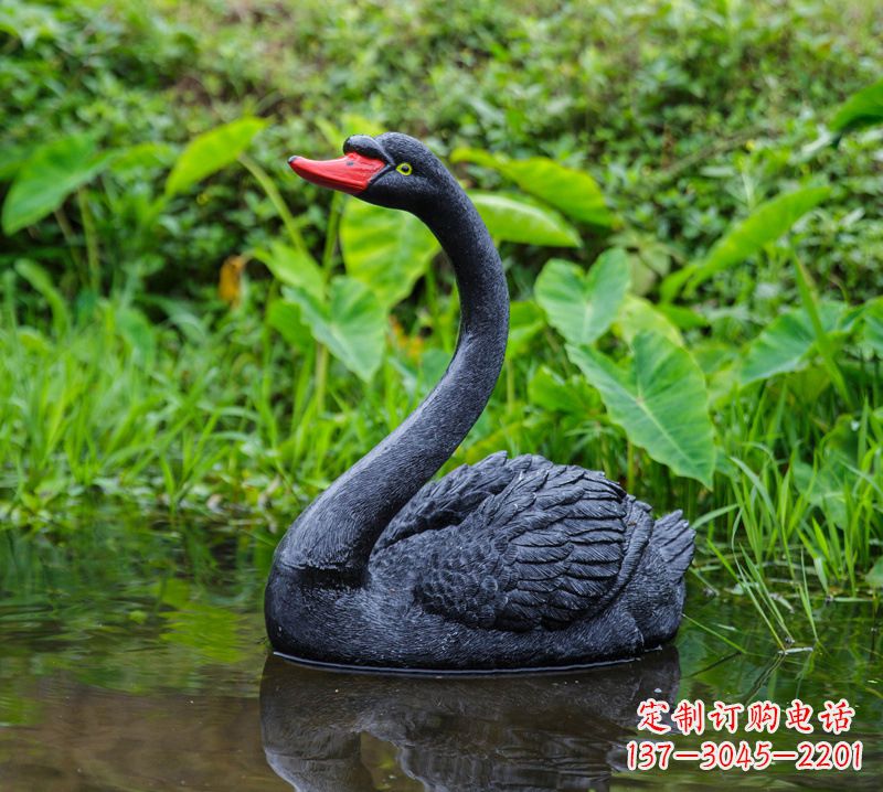 湖南黑天鹅婉约鱼尾,完美呈现园林水塘水景