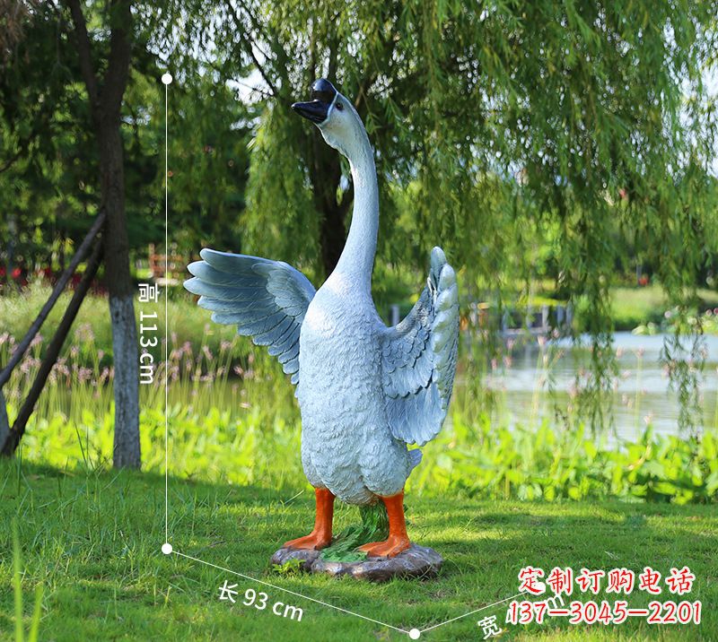 湖南站立的灰色展翅天鹅