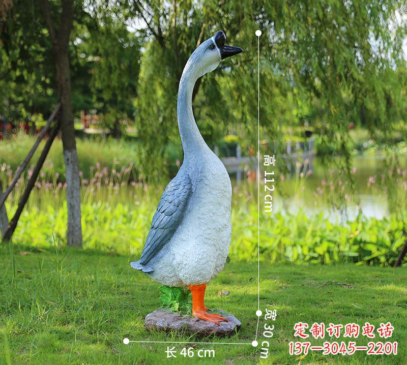 湖南站立立脖灰色天鹅